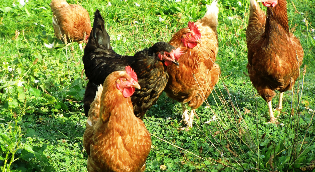 チキンパウダーとは？鶏ガラスープ・エキスとの違いや製造方法、活用例を食品担当者向けに解説