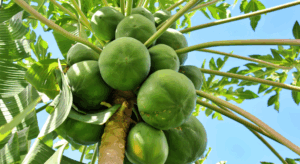 パパイン酵素とは？パパイヤ酵素との違いや効果・効能、活用事例、安全性について解説