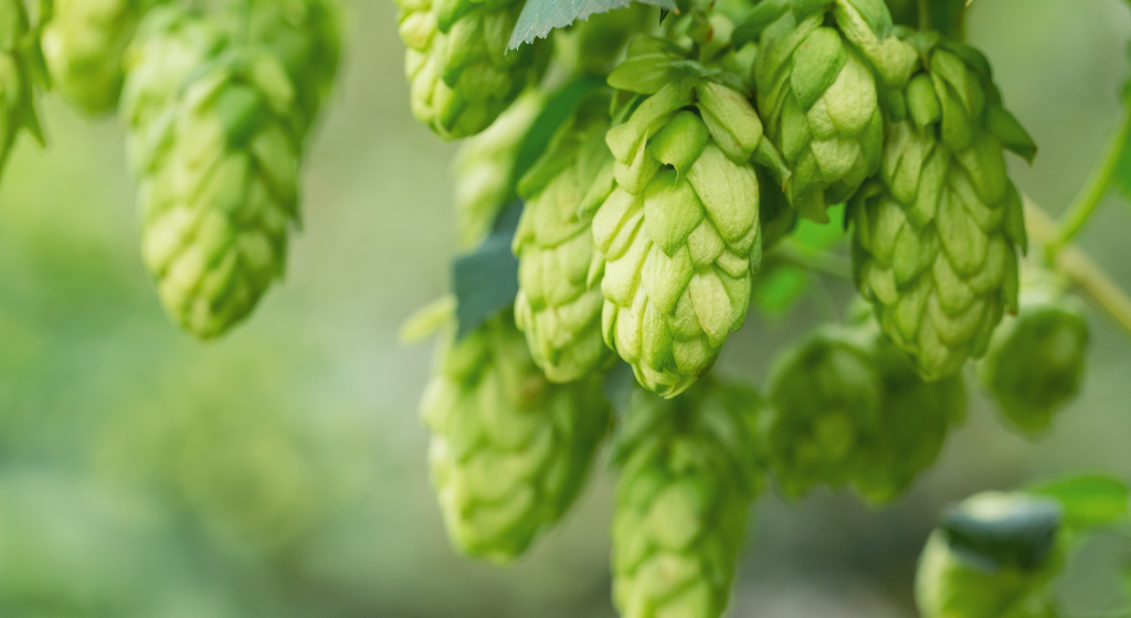 イソα酸とは？効果・機能性、ビール以外の食品への活用例、選び方を解説