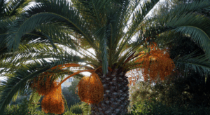 パーム油とパーム核油の違い｜成分・融点から食品用途の使い分けまで