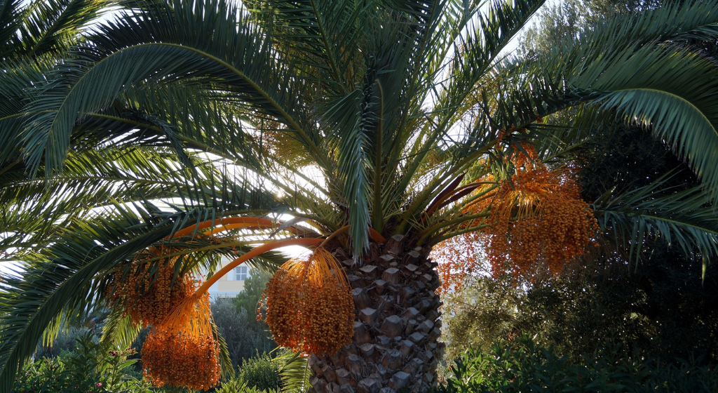 パーム油とパーム核油の違い｜成分・融点から食品用途の使い分けまで