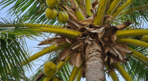 パーム油問題とは？環境破壊や健康リスクの真実と企業の解決策