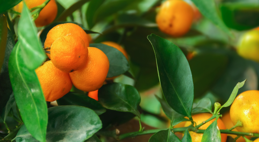 タンジェリン精油とは？基礎知識や効果、選び方を食品業界向けに解説